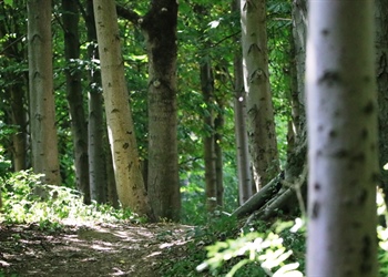 Colburn sidings woods